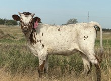 Swag's Reflection MML x Yellowstone Chex heifer