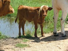 Un-named bull calf 16/3