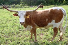 Texana Hotshot