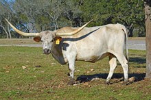 ECR Texas Edition