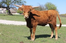 NN TEXAS RED