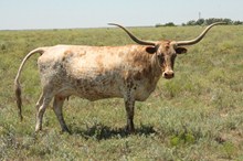 BASSETTS TEXAS TORNADO
