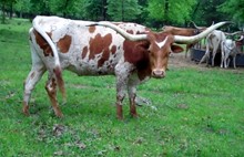 SPL COUNTRY DREAM