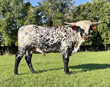 Vigilant r3