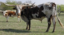 CWR WHISTLE BRITCHES