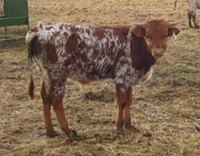 Win Dig's 2011 bull