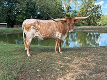 LC Buckle Bunny
