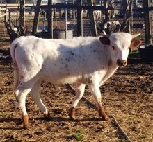 Bull Calf