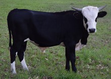  Bigun 16 steer