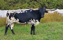 M.C. Black Betty