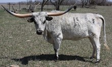 LAZYJ'S BLUE BELL