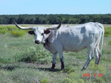 HCRG BLUE BONNET