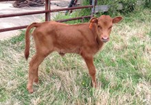 Boo Heifer