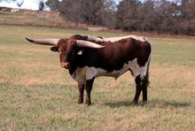 BULL 23/12
