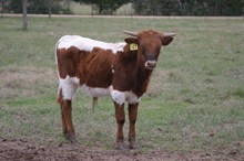 RJF SHAMROCK ETERNAL LEGACY BULL  TAG 167