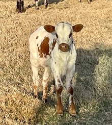 Trophy Steer 23