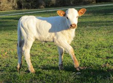 Catcomfort heifer 12