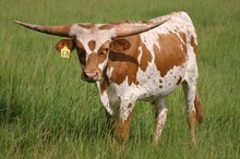 RJF WYOMING CHILL STEER  TAG 68