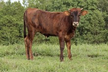 4W Country Mae