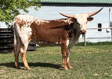 COUNTRY QUEEN 92