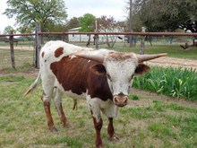KO BET I'M A RODEO COWBOY