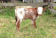 Cybershot Bull