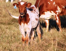 2017 Donna Joe Bull Calf