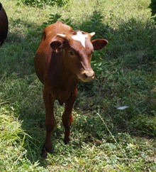 DC TEXAS DUKE