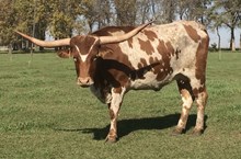 DK GLEAMING JUNE BUG