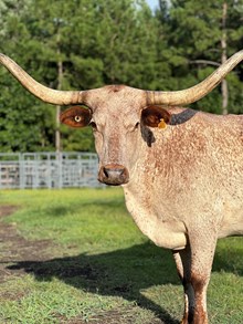 Yuma's Roan Girl