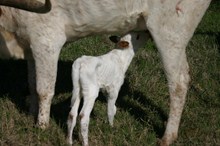 EH IRIS CALF