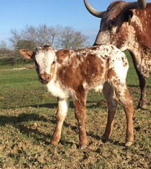 Lazy J's Gunsmith x Firey Mae bull calf