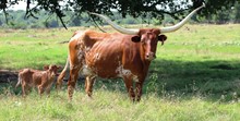 2019 Ima Star Heifer