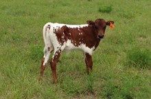 Chance Bull