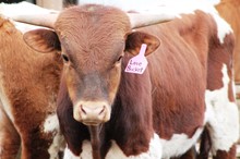 2018 Love Bucket Bull