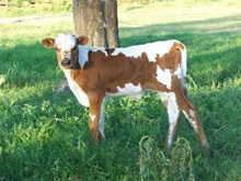 Just Right/Margo bull