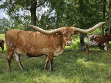 Minnie Pearl 31/16