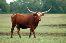 Miss Texas Heart Throb