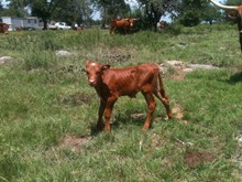 Steer 13/6