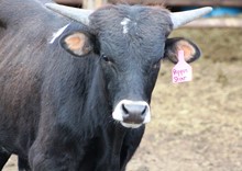2018 Pippin Star Bull