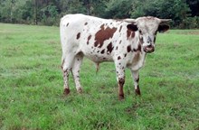 Princess Leigh Bull Calf