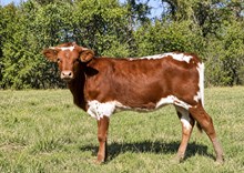 r3 Hancock's Bandita
