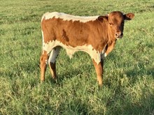 Rawhide BCR 621