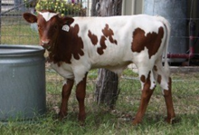 SHR/CR Rio Conchos