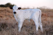 2017 Rios Georgia Bull Calf