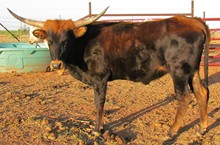 RAF Rockytop Rusty