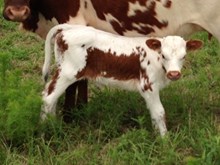 Roxanne Heifer