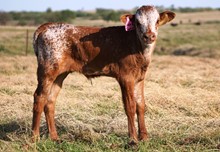 2018 Ditchback Sadie Bull