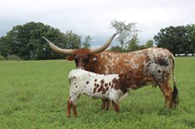 Pistol Packer x Cowgirl Star
