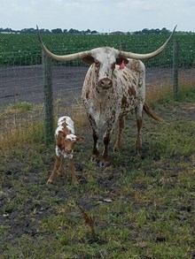 2016 Starlet Calf